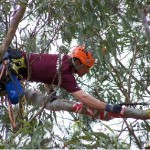 Tree Climbing