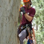 Hiring an Arborist