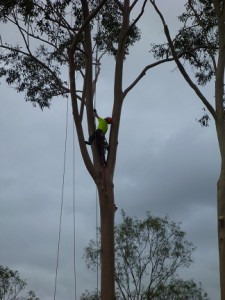 Beening a good tree doctor.