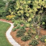 Mulching improves soil quality and tree health.