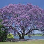 Jacaranda mimosifolia, in full spring time bloom